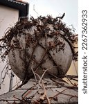 Small photo of Architectural stone decoration in shape of sphere (globe) covered (swindled) by dry stems with berries of Boston ivy (Parthenocissus tricuspidata, grape ivy, Japanese ivy, Japanese creeper, woodbine)