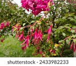 Pink and violet flower head of Fuchsia coccinea (fuschia, lady's eardrop) beginning to blossom and flower with yellow stamens in full inflorescence with raindrop on petals hanging on branch in garden 