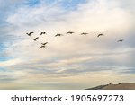 A Flock Of Canadian Geese Are...
