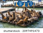 Sea lions at Pier 39 in San Francisco. 