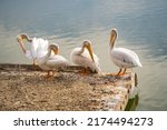 Group Of Pelicans Stand On The...
