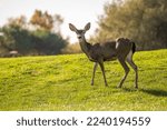 Small photo of California Mule Deer (Odocoileus hemionus californicus) standing on a golf course.