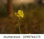 Close Up Of Mustard Flowers....
