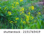 Close Up Of Mustard Flowers....