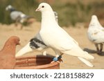 Small photo of Close Up of beautiful homing pigeons. View of pigeons in the front of pigeon cages. Pigeons in urban environment. Homing or carrier pigeon. Racer pigeons. Message Bird. Rural environment.