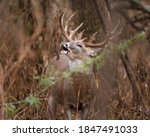 A Large White Tailed Buck Stops ...