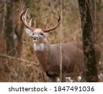 A Large White Tailed Buck Stops ...