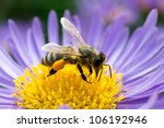 Honey Bee On Blue Aster