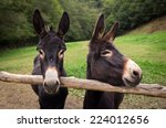 Two spanish donkeys pose for...