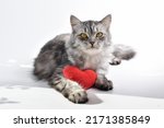 A Red Knitted Heart In The Paws ...