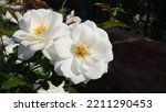 Cherokee Rose  Cultivated Rose...