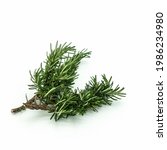 Rosemary  close up. a twig with ...