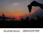 Silhouette of Human Hand Holding Bunch of Grapes during Sunset in Pálava Protected Landscape Area. Beautiful Sunset with Vineyard and Nové Mlýny Reservoirs.