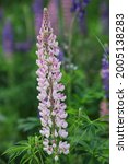 Pink Lupinus Polyphyllus Also...