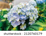 Hydrangea flowers are blooming in Da Lat garden. This is a place to visit ecological tourist garden attracts other tourism to the highlands Vietnam. Nature and travel concept. Selective focus.