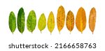 Small photo of Different colors of leaves plants on white background that indicate stage of life. Concept of transition and variation, birth to death, aging, growth, death. Cradle to grave. Nature texture.