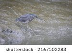 The striated heron also known...