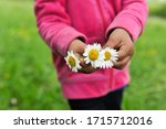 Young girl dressed in bright pink sweater holding three freshly-picked daisies in her hands