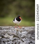 Small photo of An oyster catcher on the coast