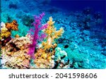 Small photo of Colorful corals underwater. Underwater corals. Colorful coral in underwater scene. Underwater corals view