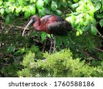 Glossy Ibis Roosting In A Tree.