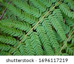 Small photo of Fern, Polystichum tagawanum Sa. Kurata, Fern Tagawa.