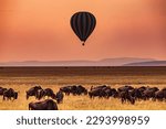 Small photo of Hot Air Balloon Sunrise viewing wildebeest wildlife animals while grazing on hilly wilderness grassland savannah in the Maasai Mara National Game Reserve Park Narok County Great Rift Valley Kenya East
