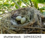 Common Sparrow Nest With Eggs
