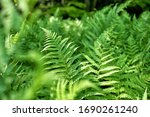  Close Up Of Green Ferns In A...