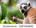 Ring Tailed Lemur Eats Flowers...
