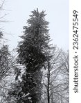 Small photo of Solang Nullah, Himachal Pradesh, India - March 14, 2020: Low angle view of a Pine tree covered in snow