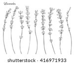 lavender flowers  hand drawn... | Shutterstock .eps vector #416971933