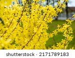 forsythia yellow flowers blooming in spring. blooming forsythia bush close-up. yellow bush blooms in spring. forsitia flowers. natural yellow background for design
