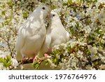 Two White Doves With Love....