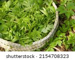 Aegopodium podagraria, also ground elder or gerard's grass, bishop's weed. Greens in a wicker tray. It is used as food and medicine. Very good for joint health.