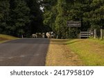 Small photo of A dairy herd of cows walking down a road and emerging from a remnant of tropical rainforest on their way to other pastures near Milaa Milaa on the Atherton Tablelands in Queensland, Australia.