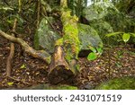 Small photo of A fallen tree subsequently cut to clear the path now covered with moss and fungus as it lies on a basalt rock with lichen in the temperate rainforest Lamington National Park in Queensland, Australia.