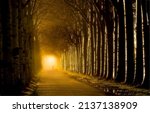Light at the end of the tunnel of trees. Misty tunnel road of trees. Trees tunnel road in mist. Mist in tunnel road