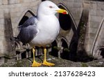 Larus Argentatus. Silver Gull...