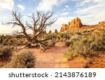 A Dry Tree In The Desert Of The ...