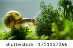 Burgundy Snail Helix Escargot...