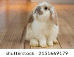 Single Spotted Holland Lop...