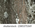 Small photo of Great detailed wood or tree texture, brown, abstract, clear, post, background, vintage, grunge, rough, uniform, scratched, broken, unbalanced, unbroken, plank, heavy, rough, rugged.