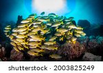 Small photo of Shoal of colorful yellowtail snappers fish school swim in tropical underwaters. Bluestripe Snapper in underwater world. Observation of wildlife. Scuba diving adventure in Ecuador coast of Galapagos