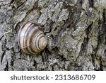 Small photo of Garden snail entrenched on the bark of a tree.