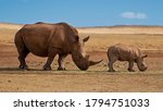 Small photo of Mother and baby rhino are standing next to each other. Rhino family. Safari wildlife. Wild animal in the nature habitat. Endangered rhinos in a nature reserve in South Africa. Rhinocerotidae. postcard