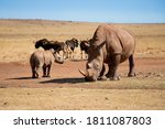 Mother and baby rhino are standing next to each other. Rhino family. Safari wildlife. Wild animal in the nature habitat. Endangered rhinos in a nature reserve in South Africa. Rhinocerotidae. postcard