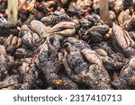 Small photo of Tubers of spring flowers, dahlias tubers, root nodules, storage roots