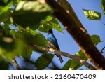 Small photo of GOIANIA GO BRAZIL - MAY 23 2022: A blue colored bird perched on a branch of a leafy tree. Swallow Tanager (Tersina viridis). Sai-andorinha macho.