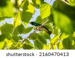 Small photo of GOIANIA GO BRAZIL - MAY 23 2022: A blue colored bird perched on a branch of a leafy tree. Swallow Tanager (Tersina viridis). Sai-andorinha macho.